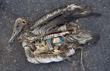 Bird Filled with Plastic