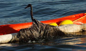 A Crane covered from wing tip to wing tip with oil.