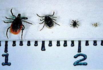 Deer Tick life stages