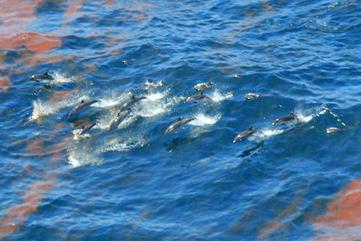 A dolphin pod swimming through an oil spill.