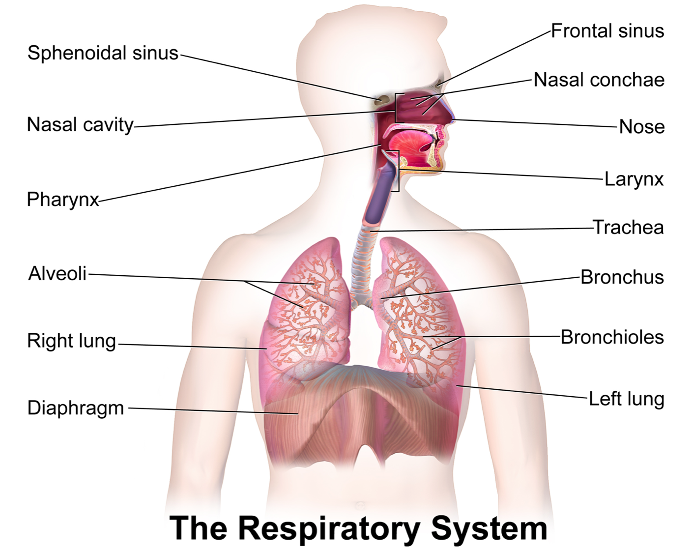 Labeled Diagram Of The Lungs respiratory System Labeled Diagram Of The Lungs respiratory System
