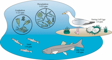 Persistent Organic Chemicals