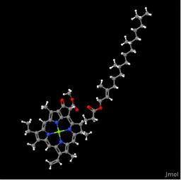 Chlorophyll molecule