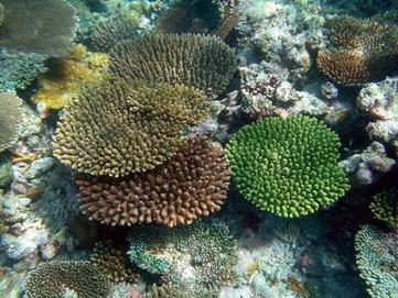 coral