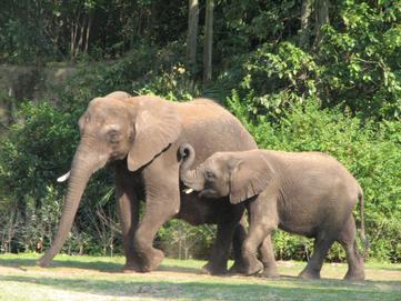 Elephant