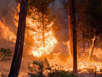 Forestfire Gila Mountain