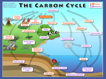 Global Carbon Cycle