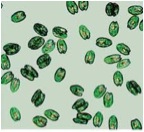 phytoplankton
