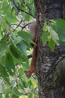 Squirrel on tree trunk