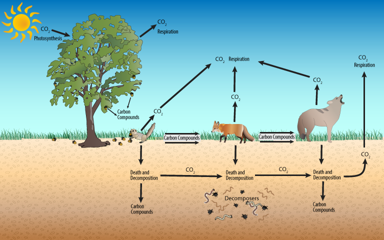 2A: A Forest Carbon Cycle