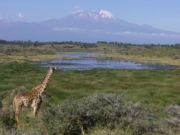Snow-capped Kilimanjaro and Giraffes