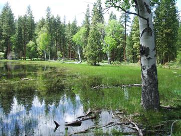 forest and bog