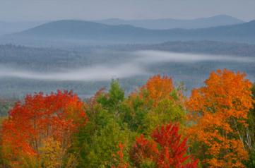 forest in southeast