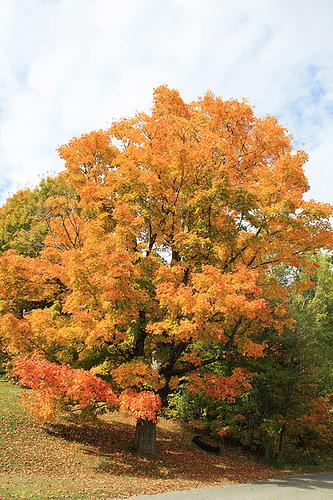 fullcolor maple