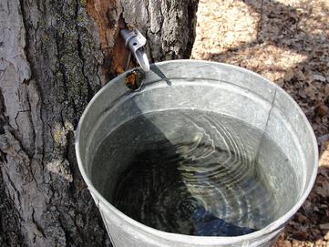 Maple sap bucket