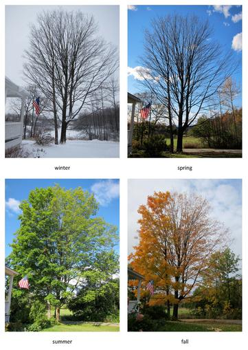 maple tree 4 seasons