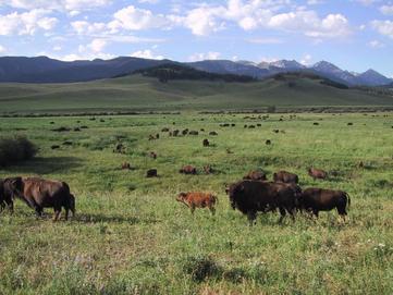 montana buffalo lg