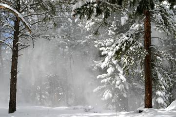 snow on trees