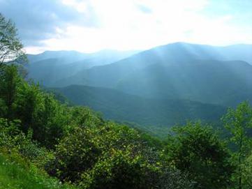 Southern forest