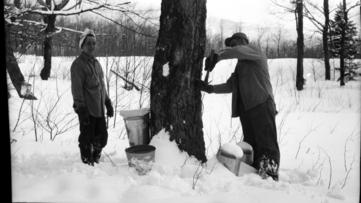 tapping a tree 1952 Vermont
