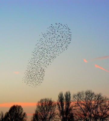 Flock of Starlings