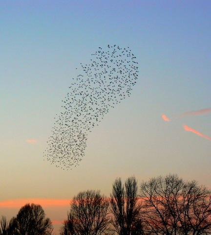 Flock of Starlings