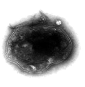 Acidianus