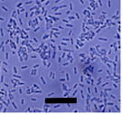 Micrograph of diazotrophs from sweet potato roots.