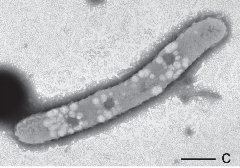 Frx1 strain