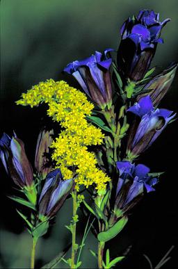 Prairie gentian and grey goldenrod flowers