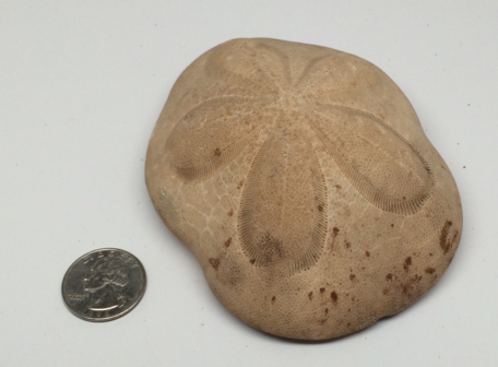Specimen Image