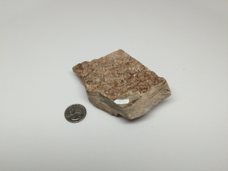 Specimen Image