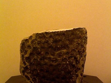 Specimen Image