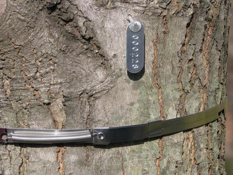 Photo of a tree band at Penn State Brandywine, Media, PA