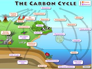 where does carbon cycle come from