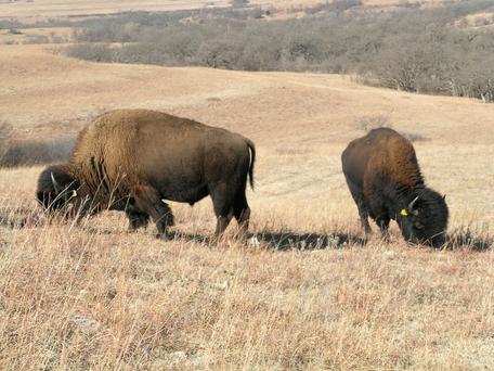 Bison on Konza Prairie
