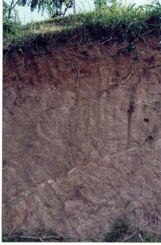 Soil Profile