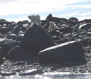 polar bear and cub