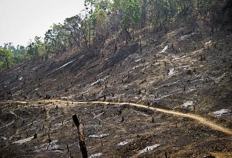 slash and burn farming