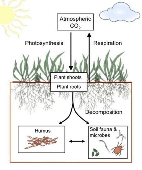 5a-soil-carbon-and-microbes