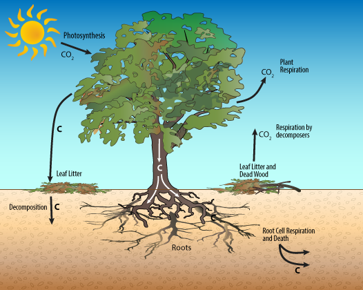 1a Trees The Carbon Storage Experts