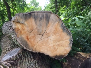 Woody tissue of a tree