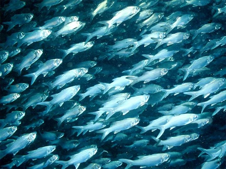 Lab 1: Plenty of Fish in the Sea?