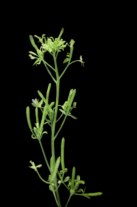 Inflorescence of ap1-1 mutant