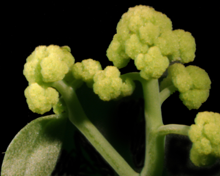 Inflorescence of ap1-1 cal mutant