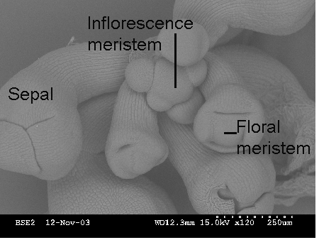 Broccoli florets - SEM