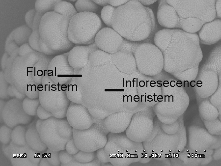SEM Cauliflower Inflorescence
