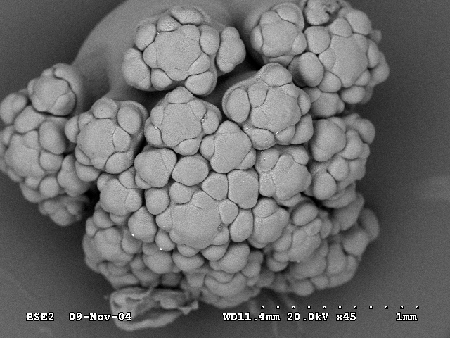 iterating cauliflower inflorescence