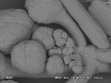 SEM Arabidopsis Inflorescence