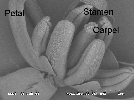 Broccoli flower SEM